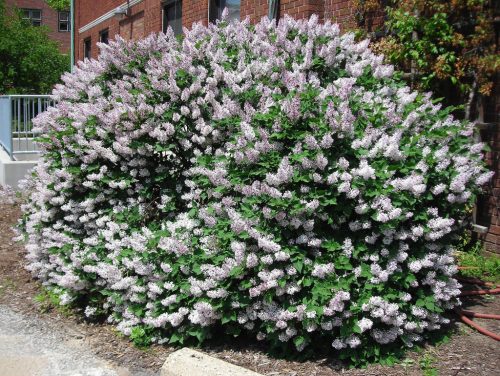 Syringa patula 'Miss Kim' – Törpe orgona