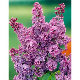 Syringa vulgaris - Közönséges orgona