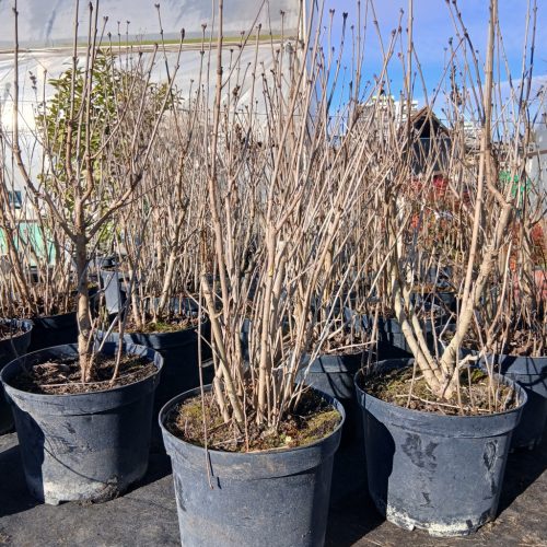 Syringa vulgaris - Közönséges orgona