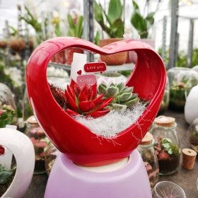 Pozsgások szív kaspóban