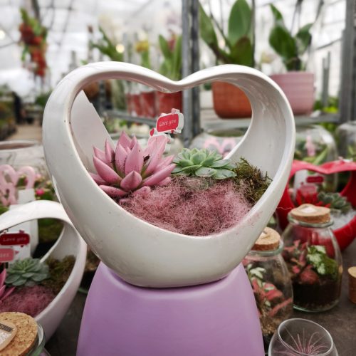 Pozsgások szív kaspóban