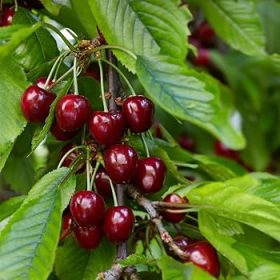   Prunus avium 'Szomolyai fekete' - cseresznye sajmeggy alanyon- konténeres