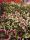 Trifolium - Here
