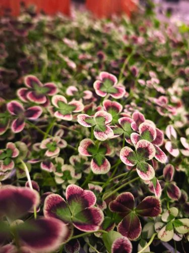 Trifolium - Here