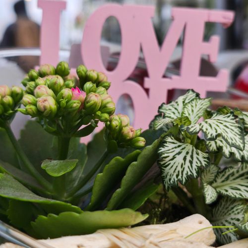 Üvegtál florárium 