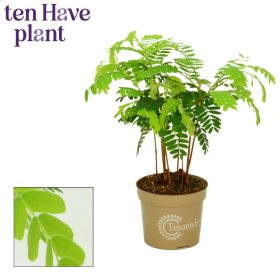 Tamarindus indica - Tamarindusz