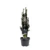 Taxus baccata 'Black tower' - Tiszafa 