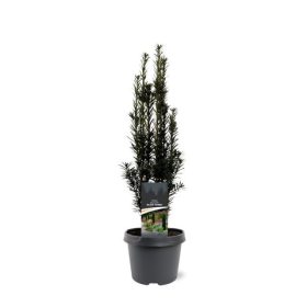 Taxus baccata 'Black tower' - Tiszafa 