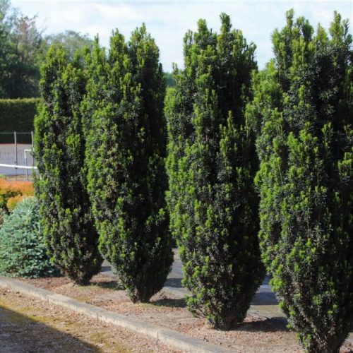 Taxus baccata 'Black tower' - Tiszafa 