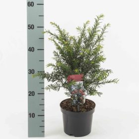 Taxus baccata - Tiszafa 