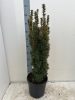 Taxus baccata 'David' - Tiszafa 