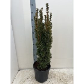 Taxus baccata 'David' - Tiszafa 