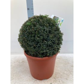 Taxus baccata - Tiszafa Gömb (55cm magas)