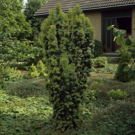 Taxus baccata 'Lakatos' - Tiszafa 