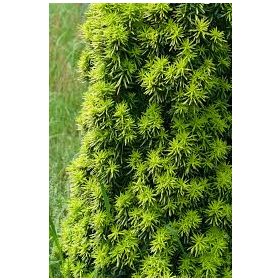 Taxis baccata 'Dedu' - Tiszafa