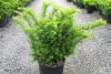 Taxus media 'Green Mountain' - Tiszafa