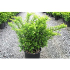 Taxus media 'Green Mountain' - Tiszafa