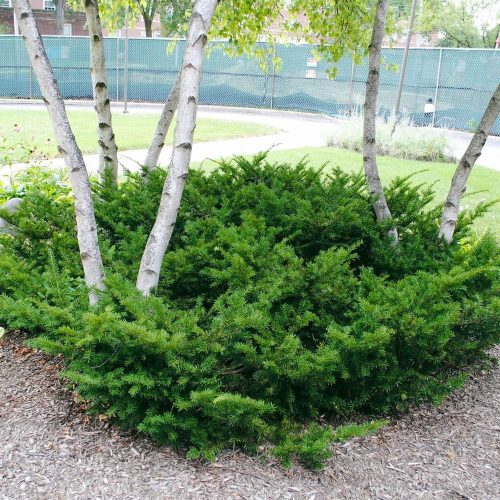 Taxus media 'Green Mountain' - Tiszafa