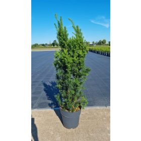 Taxus media 'Hicksii' - Tiszafa