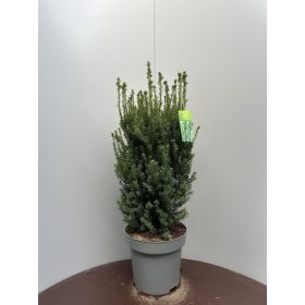 Taxus media 'Hillii' - Tiszafa