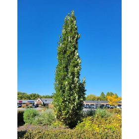 Quercus robur 'Fastigiata' - Kocsányos tölgy