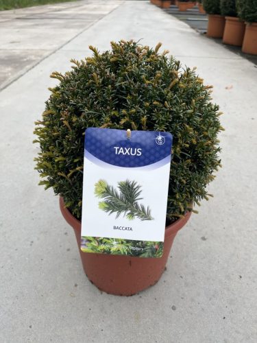 Taxus baccata Ball - Tiszafa Gömb