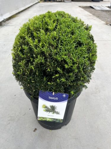 Taxus baccata Ball - Tiszafa Gömb