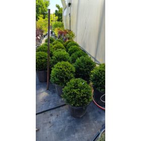 Taxus baccata Ball - Tiszafa Gömb