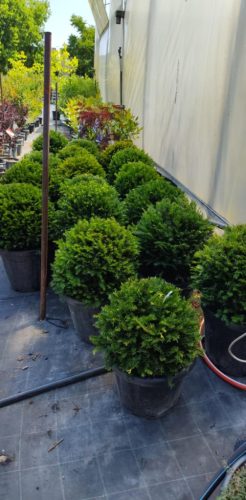 Taxus baccata Ball - Tiszafa Gömb