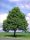Tilia cordata - Kislevelű hárs