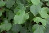 Tilia cordata - Kislevelű hárs