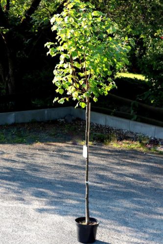 Tilia cordata 'Winter Orange' - Kislevelű hárs