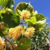 Tilia cordata 'Winter Orange' - Kislevelű hárs