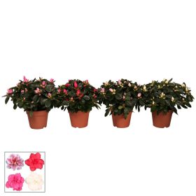 Rhododendron 'Azalea' mix - Azálea