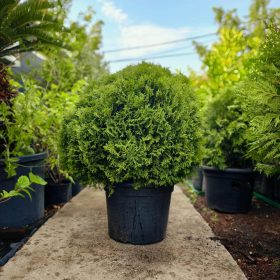 Thuja -  Gömb Tuja