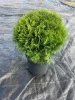 Thuja occidentalis 'Danica' - Törpe Nyugati tuja