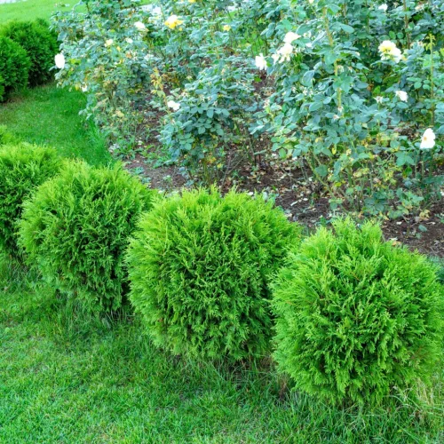 Thuja occidentalis 'Danica' - Törpe Nyugati tuja