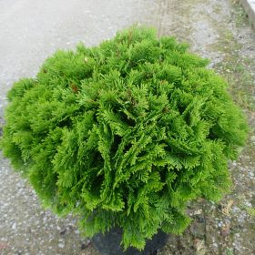 Thuja occidentalis 'Danica' - Törpe Nyugati tuja