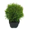 Thuja occidentalis 'Danica' - Törpe Nyugati tuja