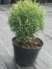 Thuja occidentalis 'Hoseri' - Törpe Nyugati tuja