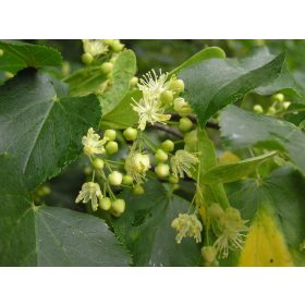 Tilia cordata - kislevelű hárs