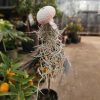 Tillandsia usneoides - Zuzmószerű szakállbromélia