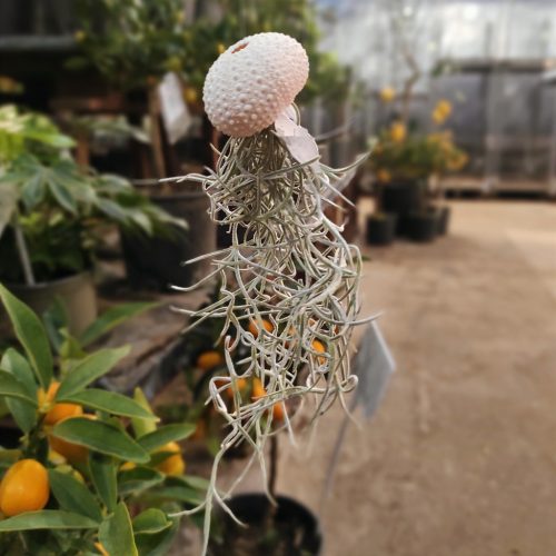 Tillandsia usneoides - Zuzmószerű szakállbromélia