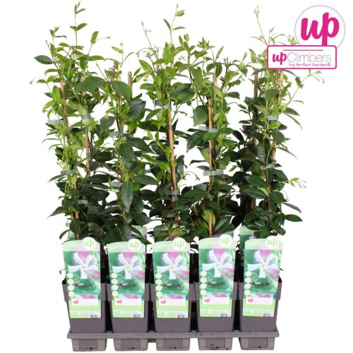 Trachelospermum Jasminoides - Csillagjázmin