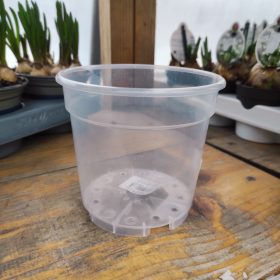 TOP orchidea cserép  (12cm)