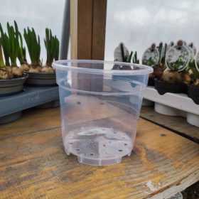 TOP orchidea cserép  (13cm)