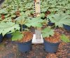 Tetrapanax papyrifera Rex - Papírarália