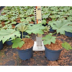 Tetrapanax papyrifera Rex - Papírarália