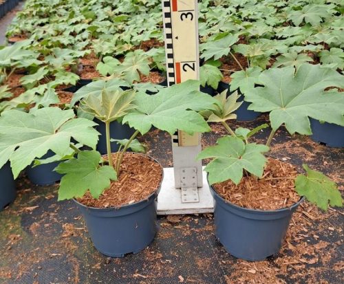 Tetrapanax papyrifera Rex - Papírarália