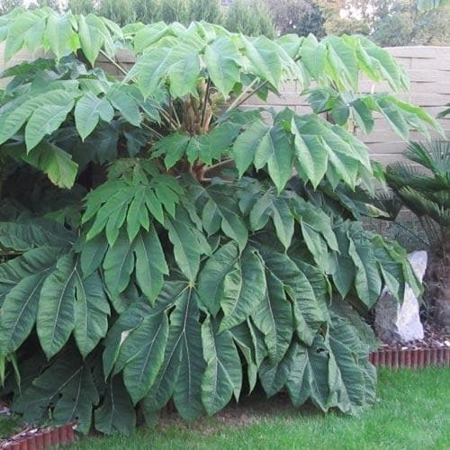 Tetrapanax papyrifera Rex - Papírarália